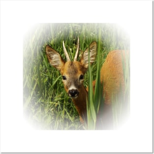 Young roe deer Posters and Art